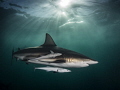   Aliwal Aura blacktip shark glides through light rays piercing emeraldgreen waters Shoal South Africa emerald-green emerald green  